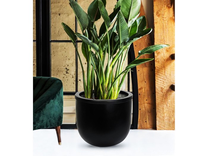 Hardy Serisi Siyah Saksı