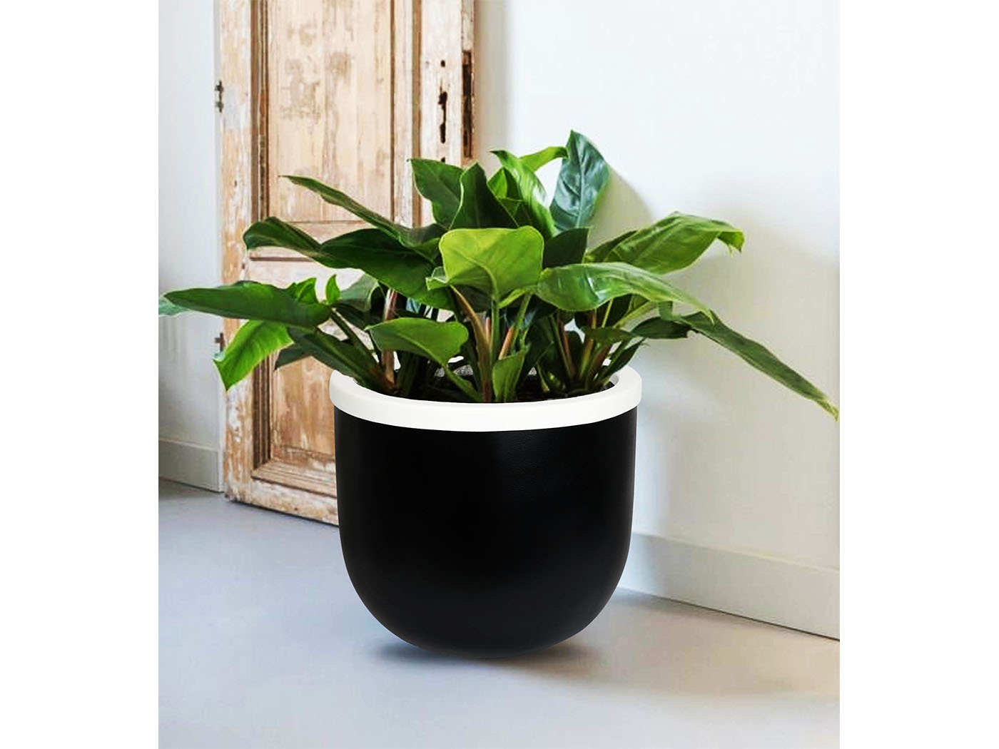 Hardy Beyaz Siyah Saksı Hardy Beyaz Siyah Saksı